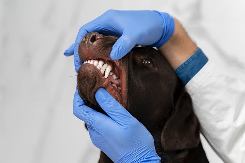 Dental Scaling